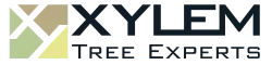 Xylem Tree Experts